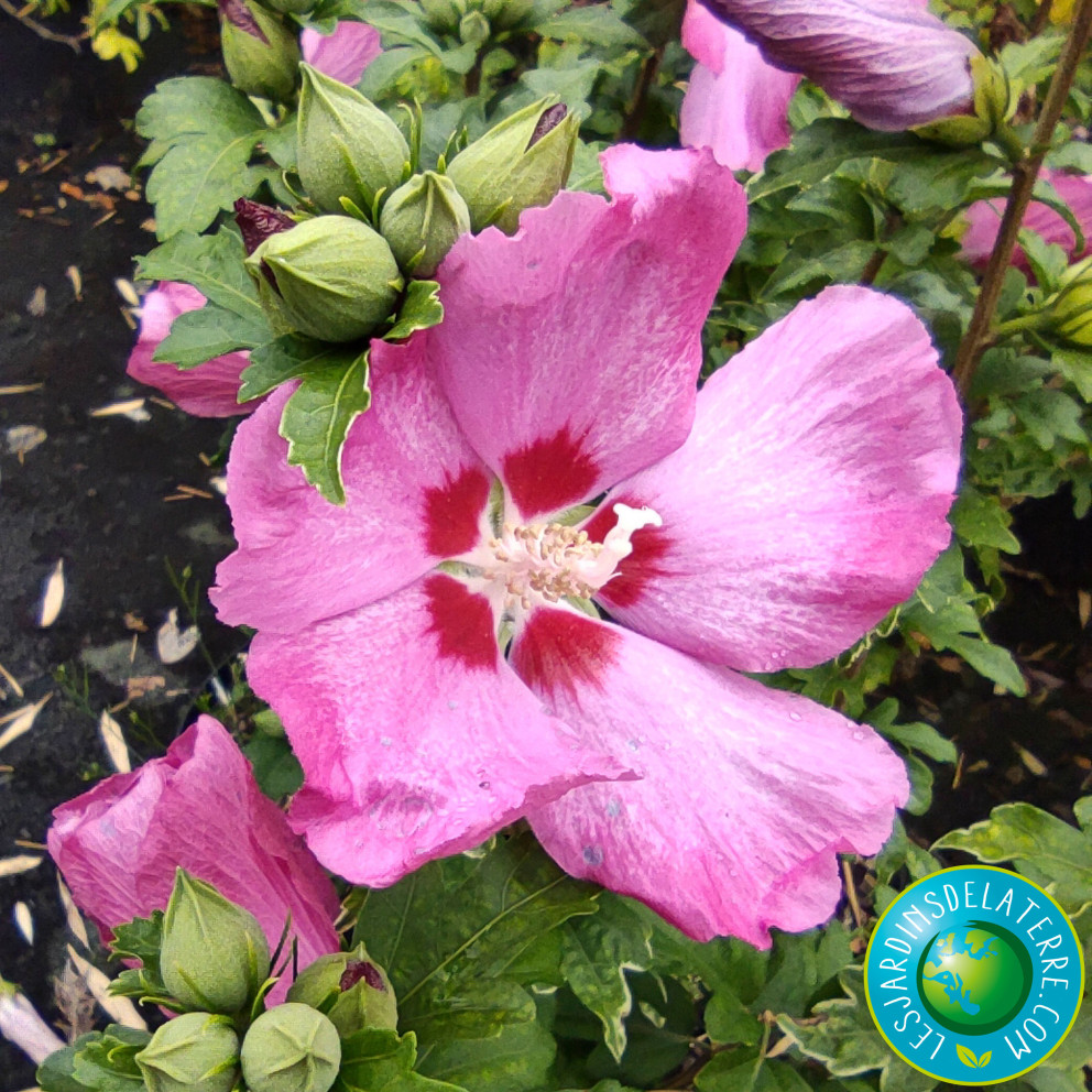 Mauve en arbre - Hibiscus syriacus 'Woodbridge'