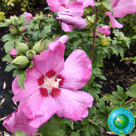 Mauve en arbre - Hibiscus syriacus 'Woodbridge'