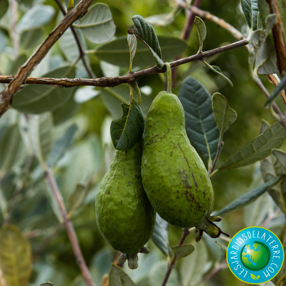 Goyavier du Brésil - Feijoa sellowiana Goyavier du Brésil - Feijoa sellowiana