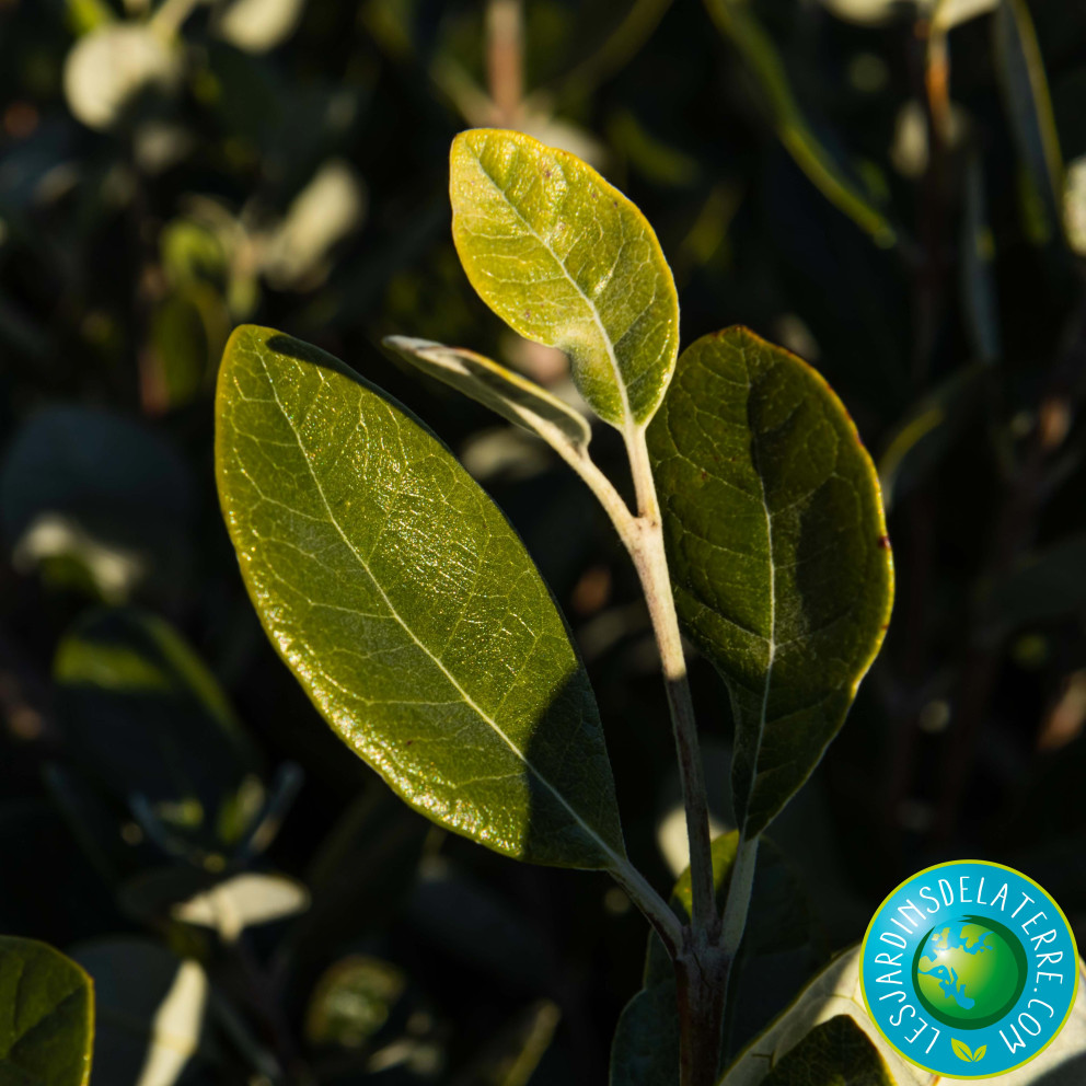 Goyavier du Brésil - Feijoa sellowiana Goyavier du Brésil - Feijoa sellowiana