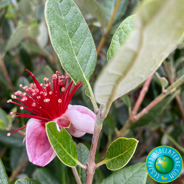 Goyavier du Brésil - Feijoa...