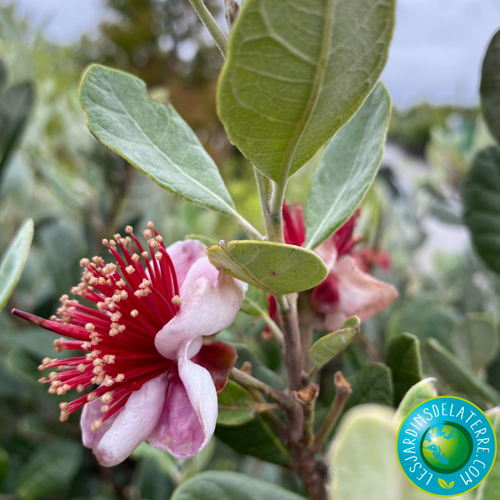 Goyavier du Brésil - Feijoa sellowiana Goyavier du Brésil - Feijoa sellowiana