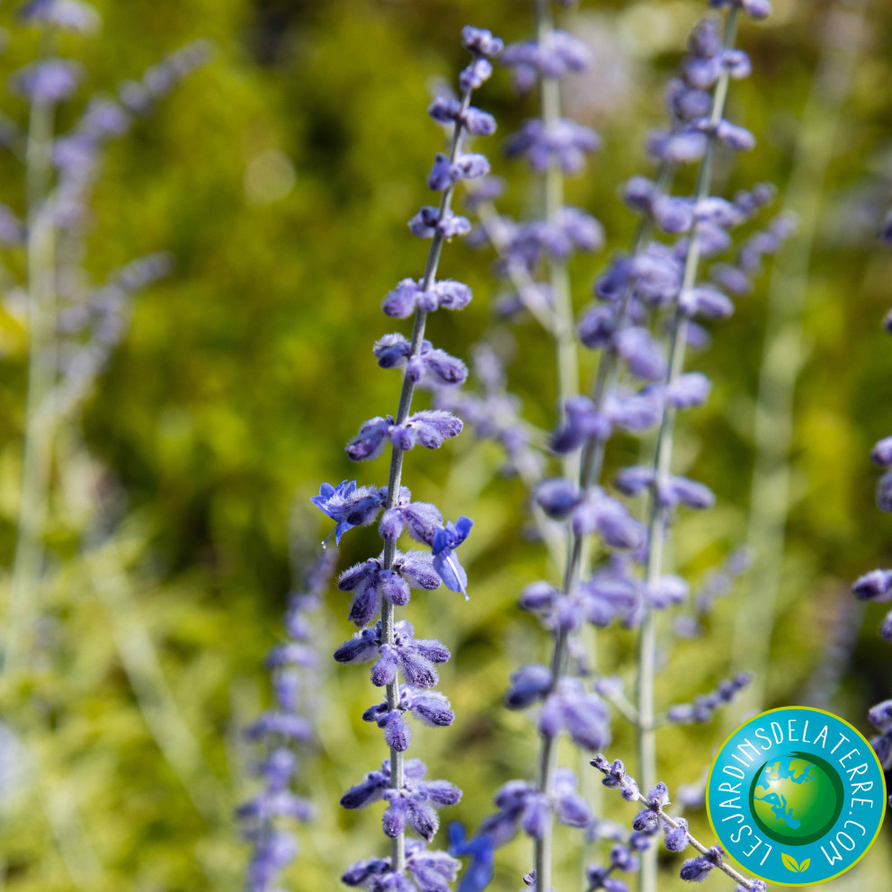 Sauge d'Afghanistan - Perovskia atriplicifolia 'Blue Spire'