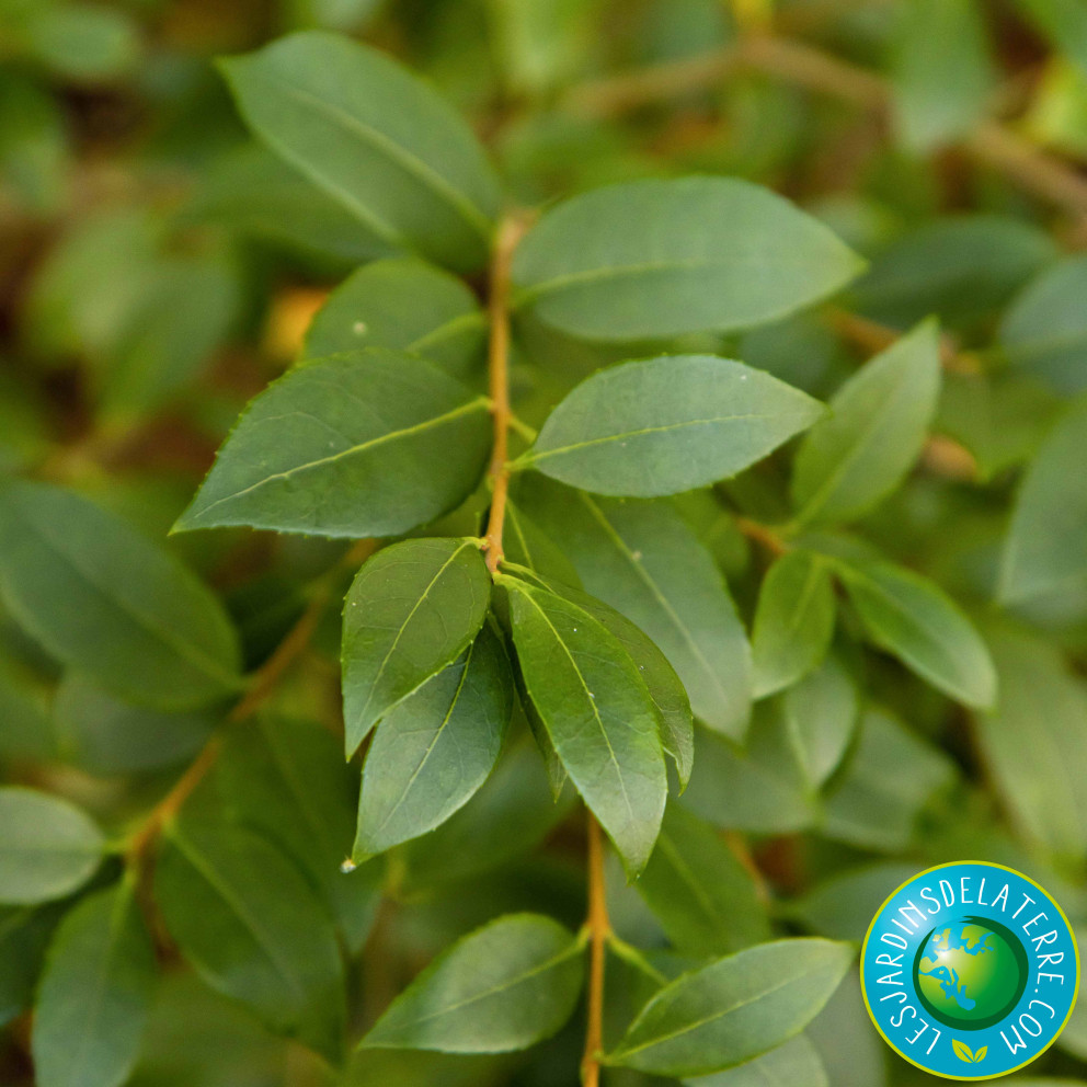 Osmanthe de Burkwood - Osmanthus x...