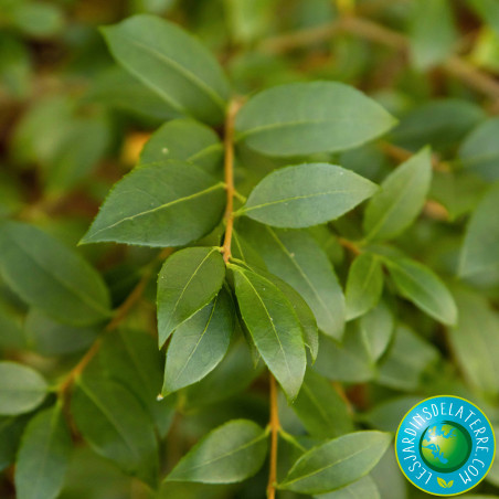 Osmanthe de Burkwood - Osmanthus x burkwoodii