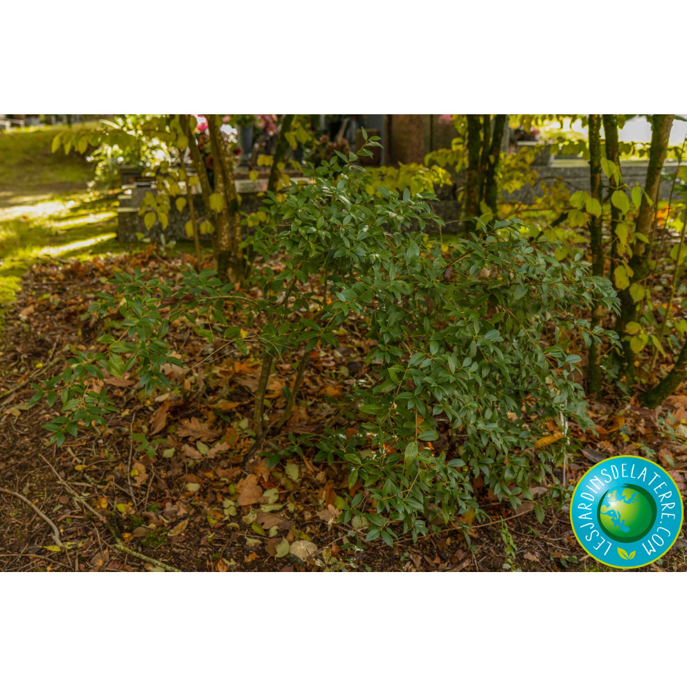 Osmanthe de Burkwood - Osmanthus x...