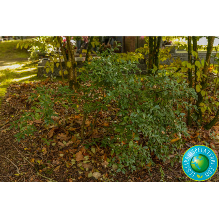 Osmanthe de Burkwood - Osmanthus x burkwoodii