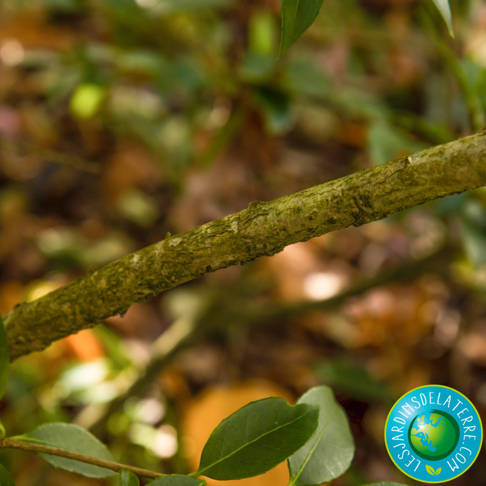 Osmanthe de Burkwood - Osmanthus x...