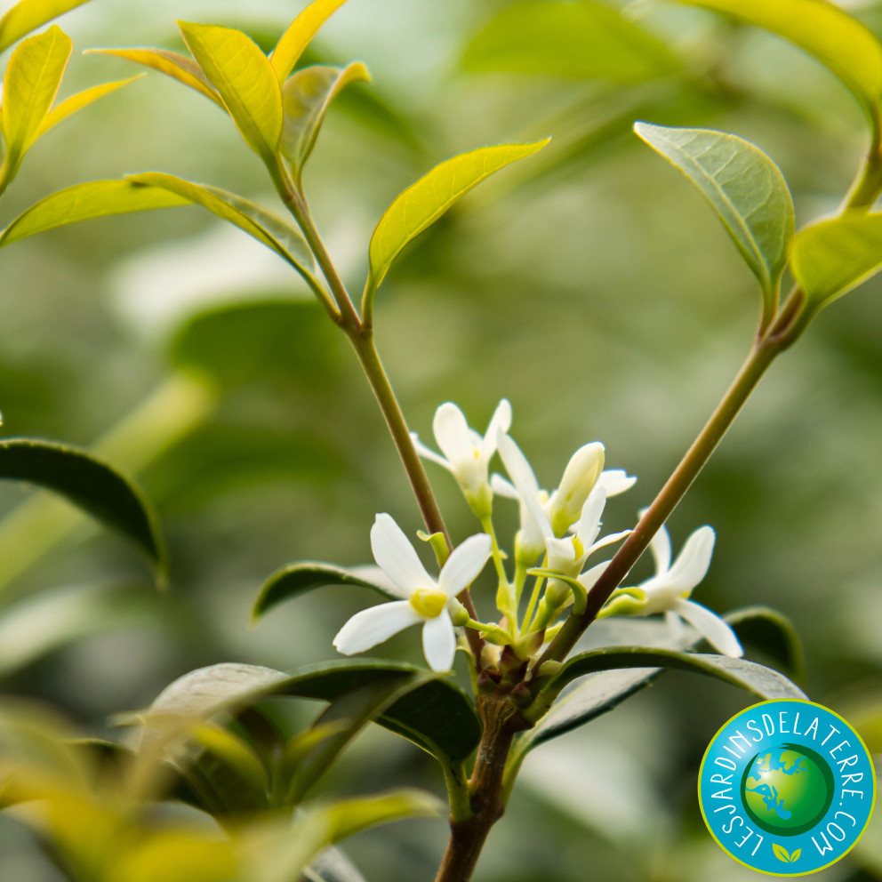 Osmanthe de Burkwood - Osmanthus x...