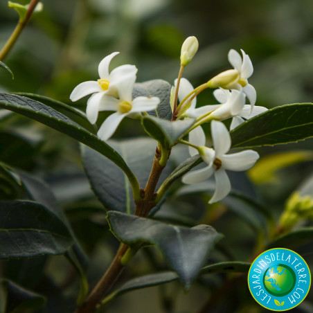 Osmanthe de Burkwood - Osmanthus x burkwoodii