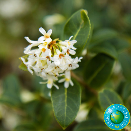 Osmanthe de Burkwood - Osmanthus x burkwoodii