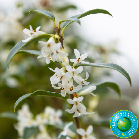 Osmanthe de Burkwood - Osmanthus x burkwoodii