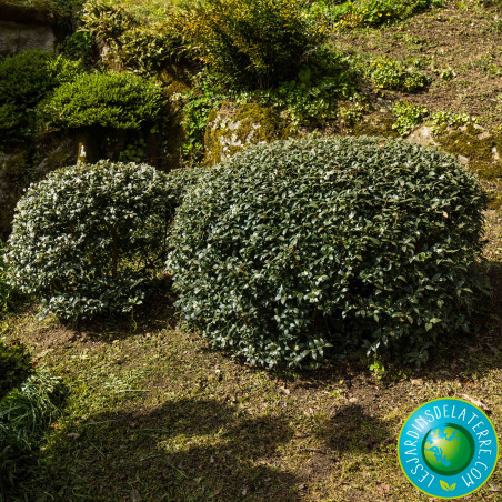 Osmanthe de Burkwood - Osmanthus x burkwoodii
