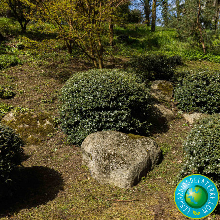Osmanthe de Burkwood - Osmanthus x burkwoodii