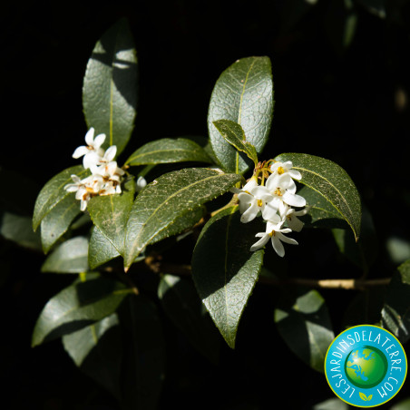 Osmanthe de Burkwood - Osmanthus x burkwoodii