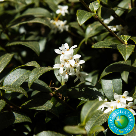Osmanthe de Burkwood - Osmanthus x burkwoodii