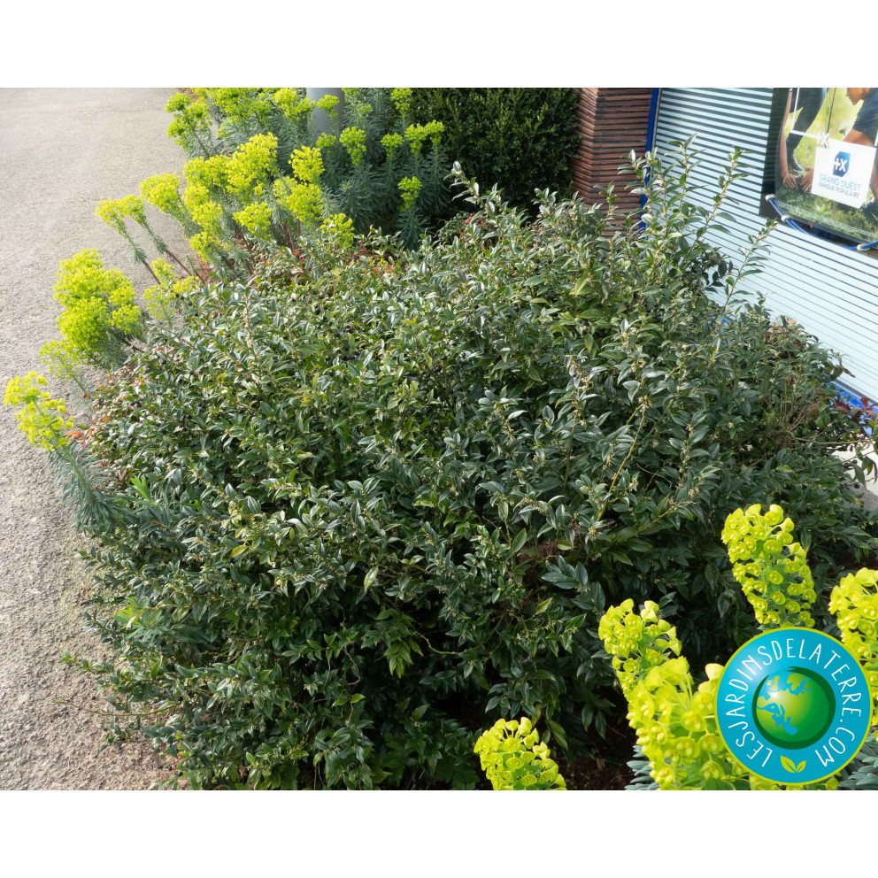 Osmanthe de Burkwood - Osmanthus x...