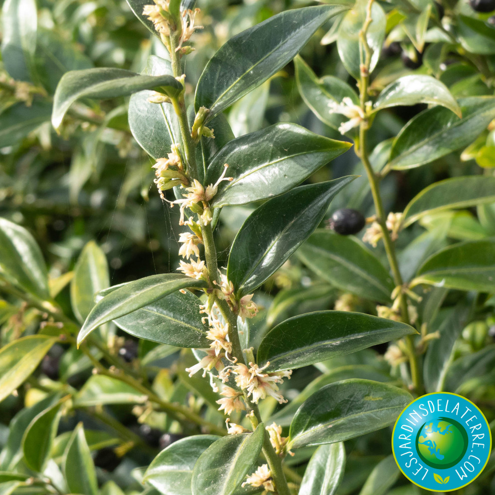 Osmanthe de Burkwood - Osmanthus x...