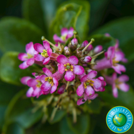 Escallonia laevis ‘Pink Elle’