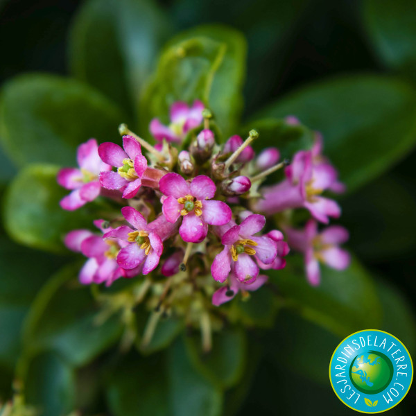 Escallonia laevis ‘Pink Elle’