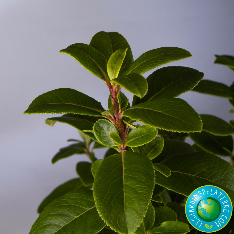 Escallonia laevis ‘Pink Elle’