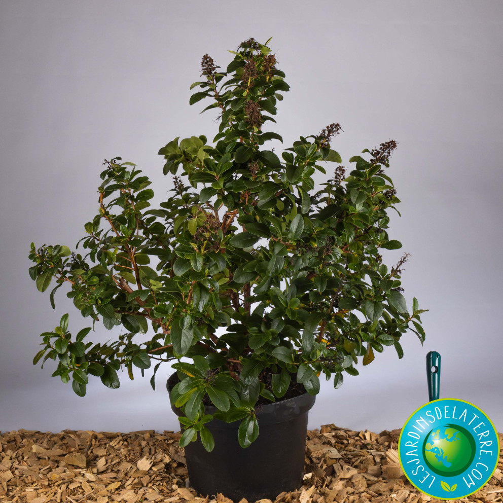 Escallonia laevis ‘Pink Elle’