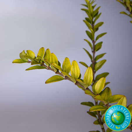 Chèvrefeuille arbustif - Lonicera nitida 'Maigrun'