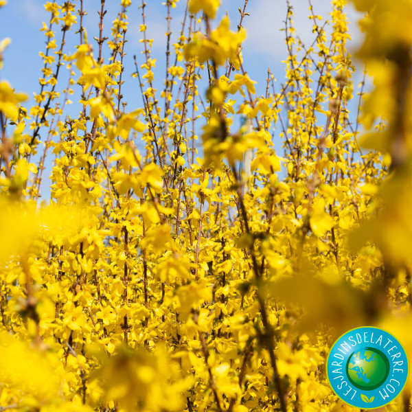 Mimosa de Paris - Forsythia...