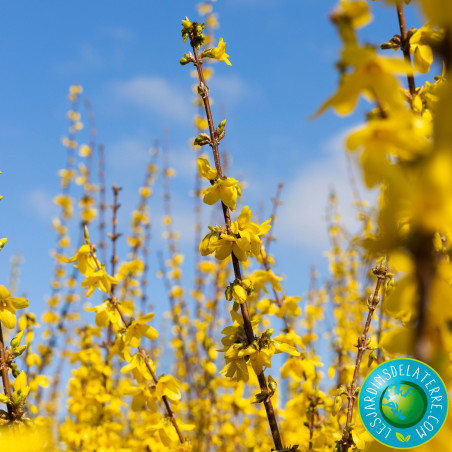 Mimosa de Paris - Forsythia x intermedia 'Lynwood'