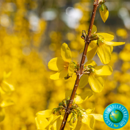 Mimosa de Paris - Forsythia x intermedia 'Lynwood'