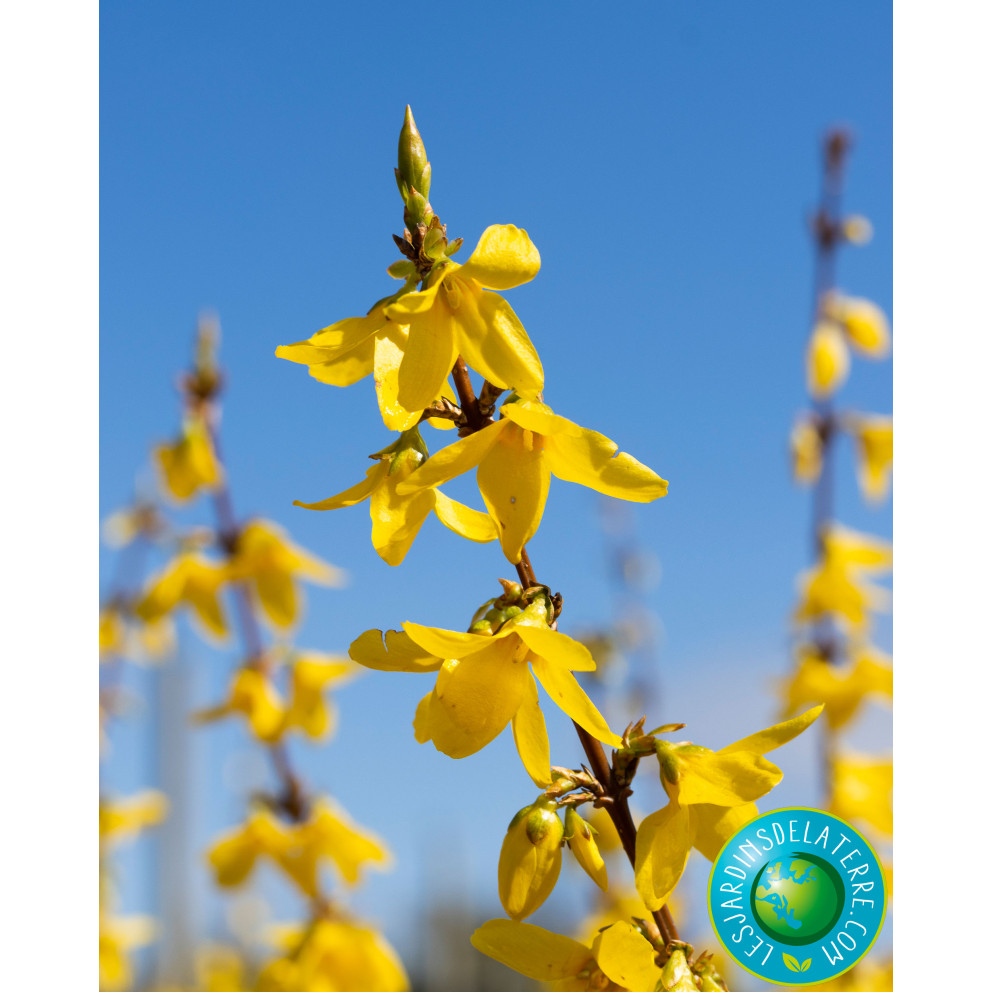 Mimosa de Paris - Forsythia x... Mimosa de Paris - Forsythia x...