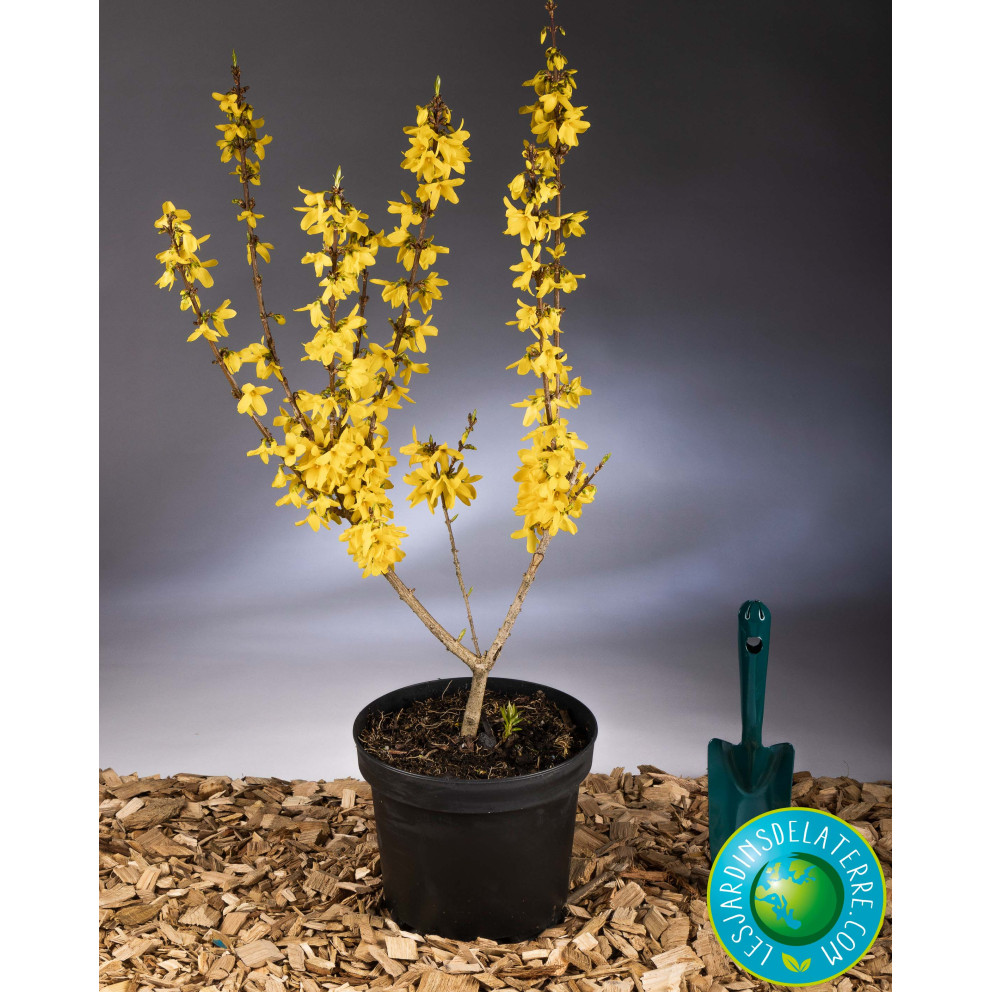 Mimosa de Paris - Forsythia x... Mimosa de Paris - Forsythia x...