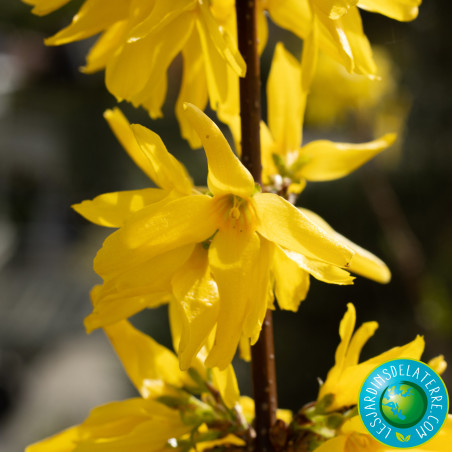 Mimosa de Paris - Forsythia x intermedia 'Lynwood'