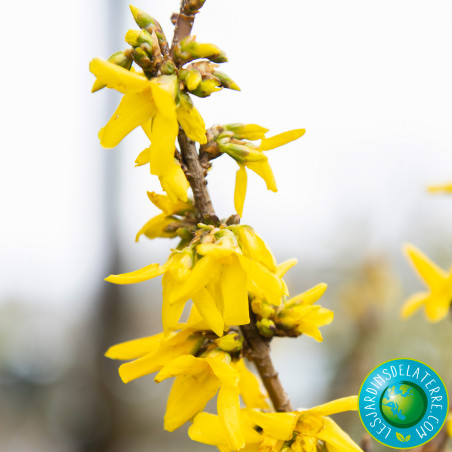 Mimosa de Paris - Forsythia x intermedia 'Lynwood'