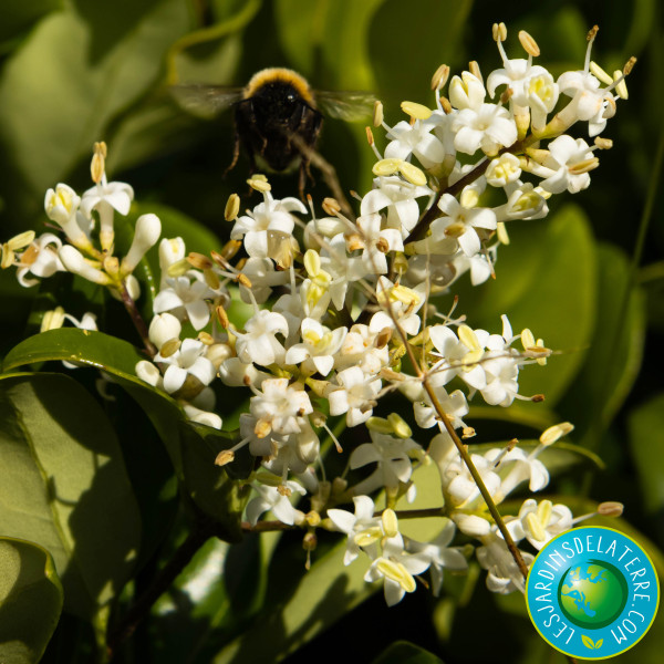 Troène du Texas - Ligustrum...