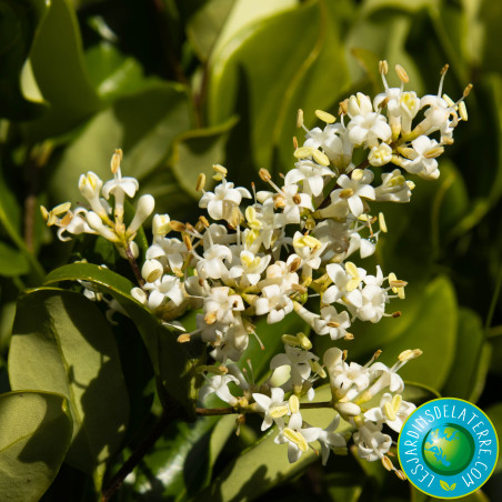 Troène du Texas - Ligustrum japonicum 'Texanum'