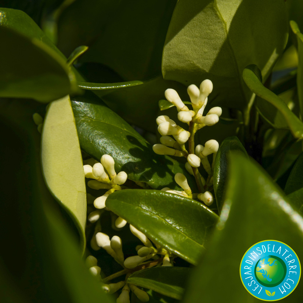 Troène du Texas - Ligustrum japonicum... Troène du Texas - Ligustrum japonicum...