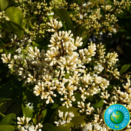Troène du Texas - Ligustrum japonicum 'Texanum'
