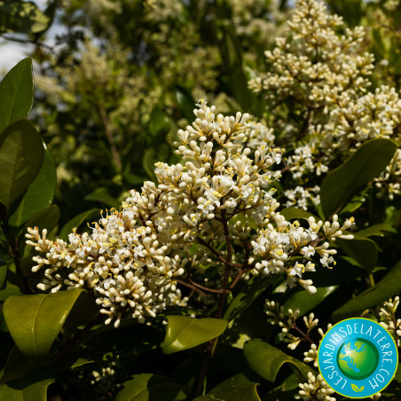 Troène du Texas - Ligustrum japonicum 'Texanum'