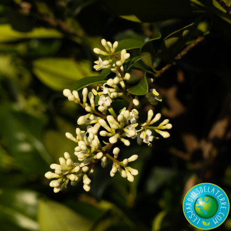 Troène du Texas - Ligustrum japonicum 'Texanum'