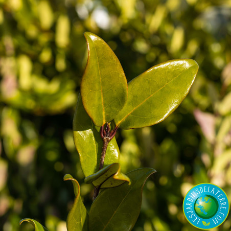 Troène du Texas - Ligustrum japonicum 'Texanum'