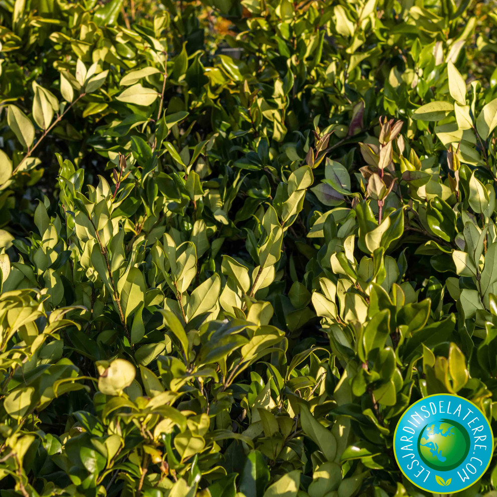 Troène du Texas - Ligustrum japonicum... Troène du Texas - Ligustrum japonicum...