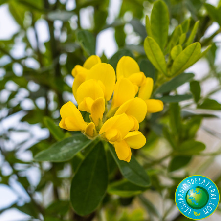 Genêt de Porlock - Genista X Porlock