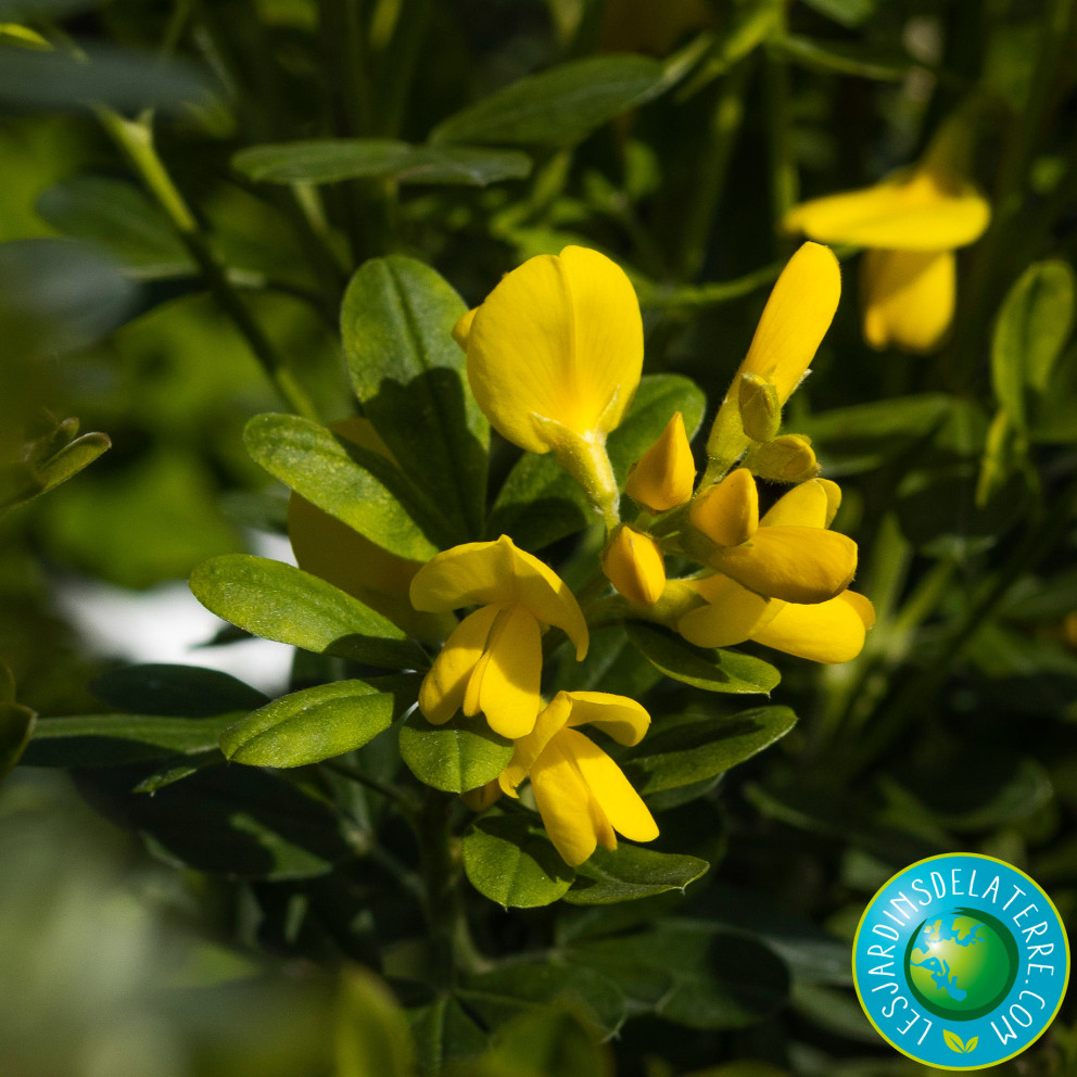 Genêt de Porlock - Genista X Porlock