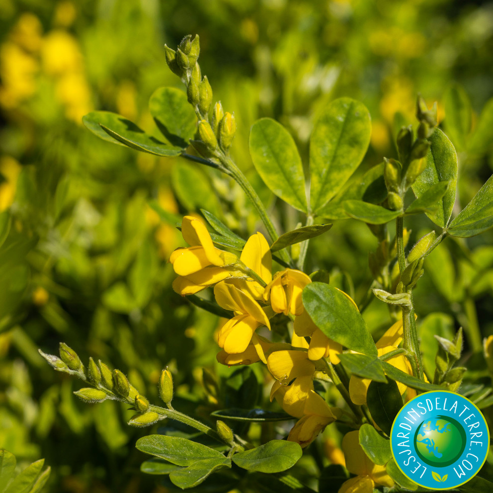 Genêt de Porlock - Genista X Porlock