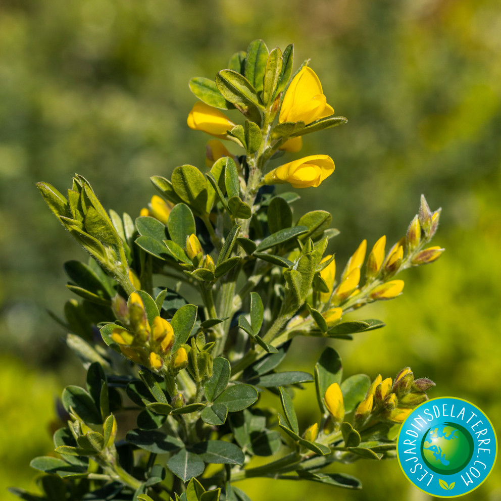 Genêt de Porlock - Genista X Porlock