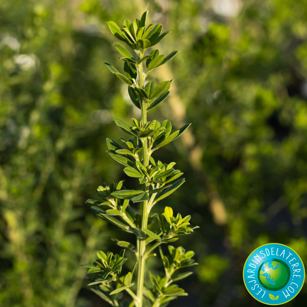 Genêt de Porlock - Genista X Porlock