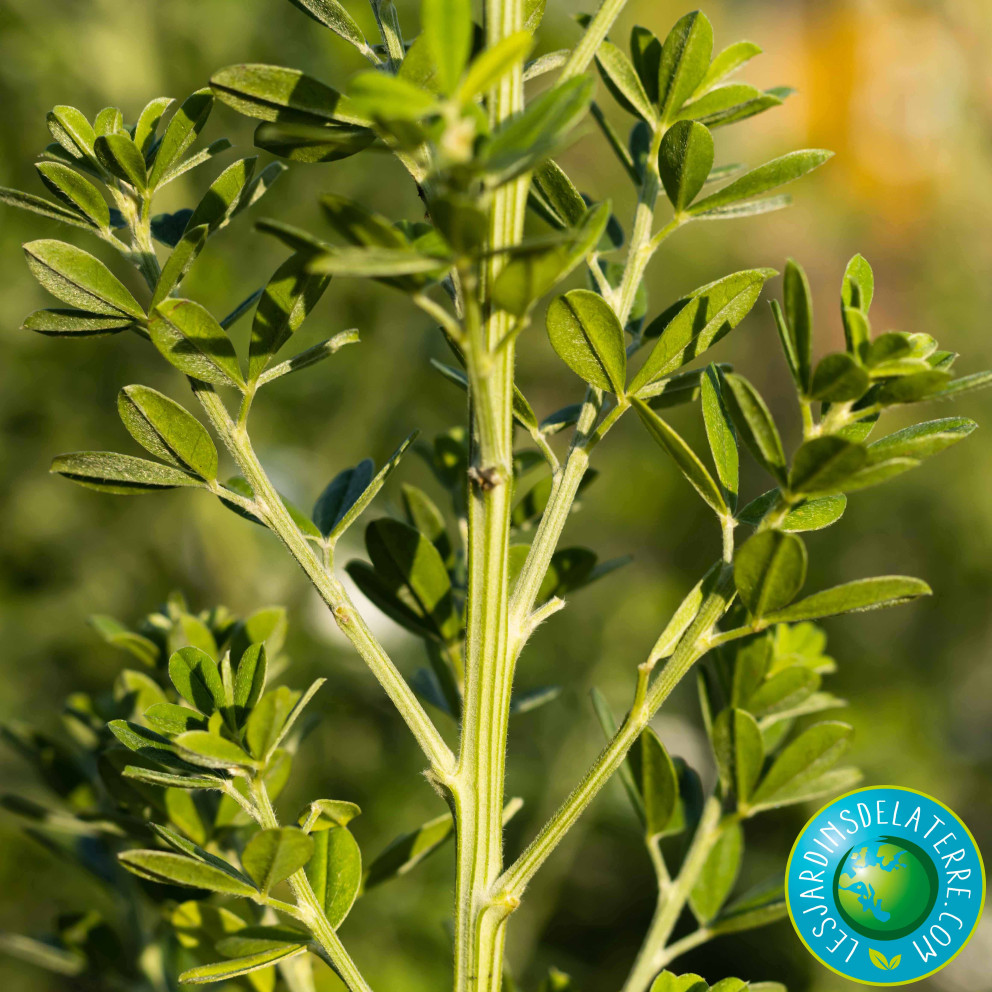 Genêt de Porlock - Genista X Porlock