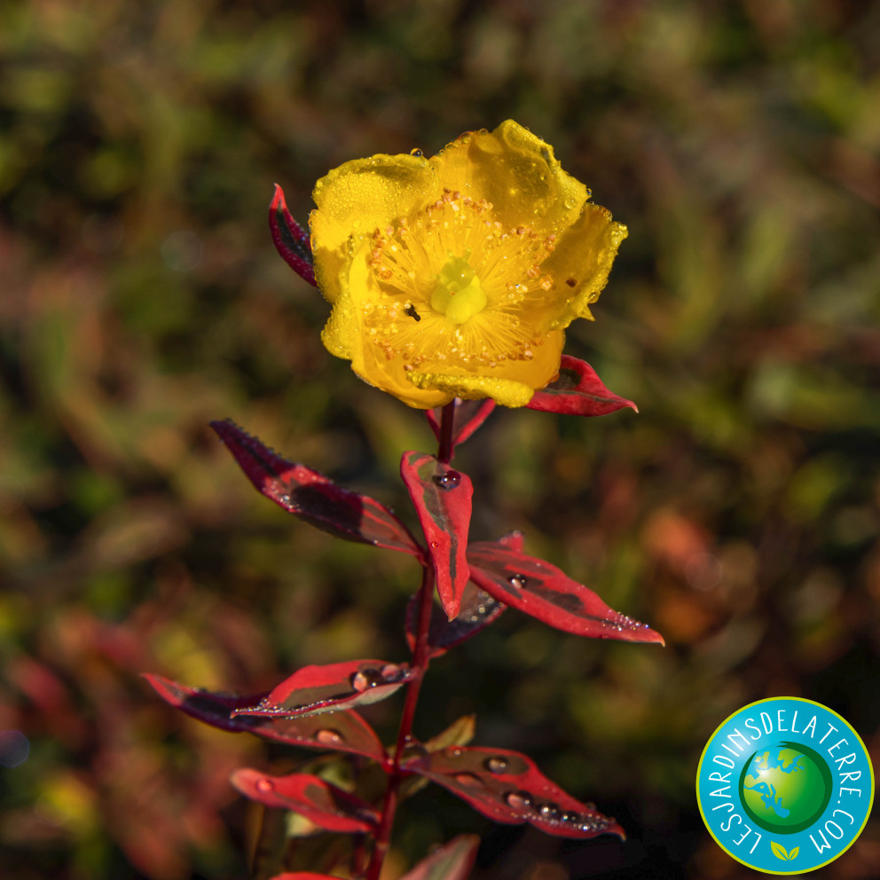 Millepertuis de Moser - Hypericum x  moserianum 'Tricolor'