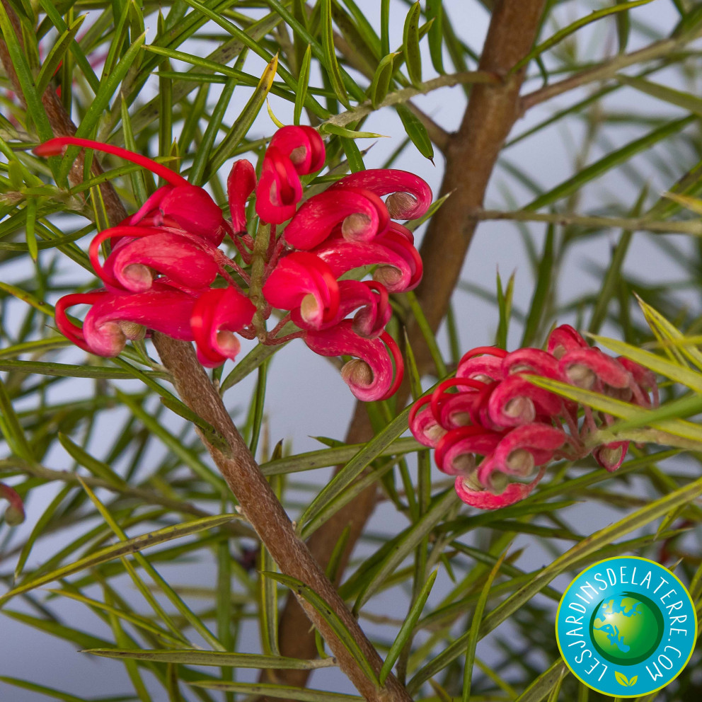 Grevillier à feuilles de genévrier - Grevillea juniperina